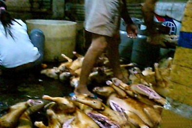 Không ai kiểm dịch thịt chó